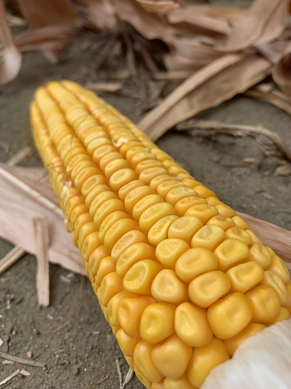 Close-up of healthy corn
