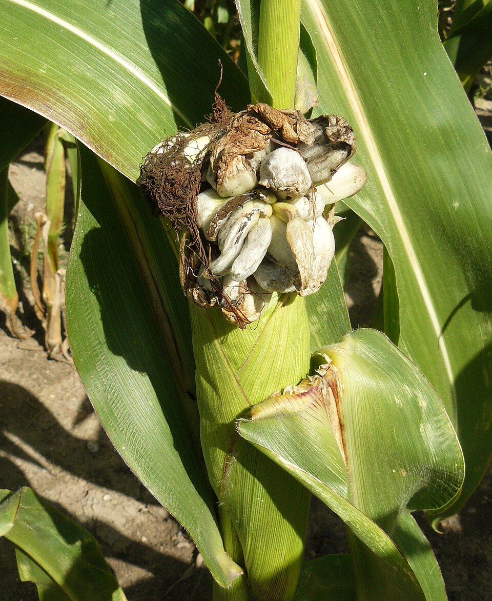 Close-up of corn leaf disease symptoms